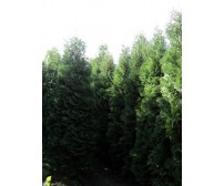 Thuja Occidentalis Fastigiata - diametru >0,5m - inaltime 3m